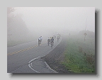 Ragbrai Fog-6